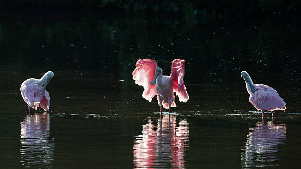 istock Roseate Spoonbills in the golden hour, J.N. ''Ding'' Darling Nat 613048952