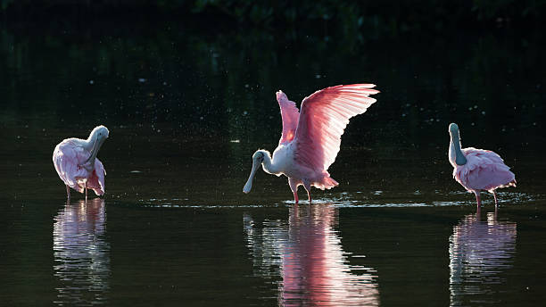 istock Roseate Spoonbills in the golden hour, J.N. ''Ding'' Darling Nat 613049058