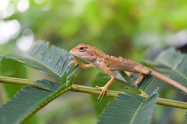 istock Brown chameleon on a green leaf, Thailand. 613049136