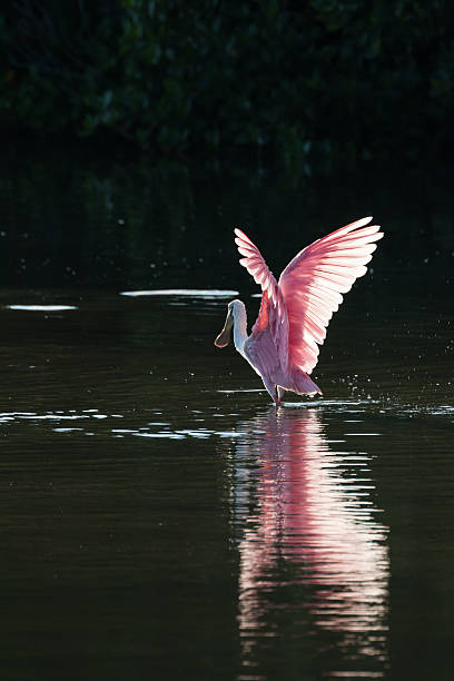 istock Roseate Spoonbill in the golden hour, J.N. ''Ding'' Darling Nati 613049548