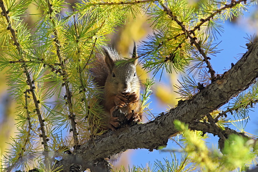Sciurus vulgaris. Squirrel  manducat nuces inter pinus acus pinus