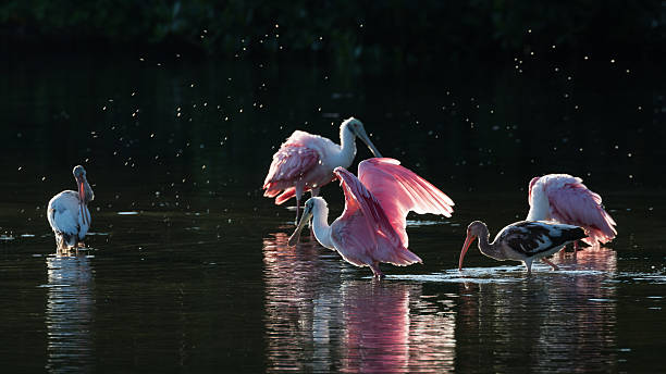 istock Roseate Spoonbills and juvenile white ibis (Eudocimus albus) in 613049766