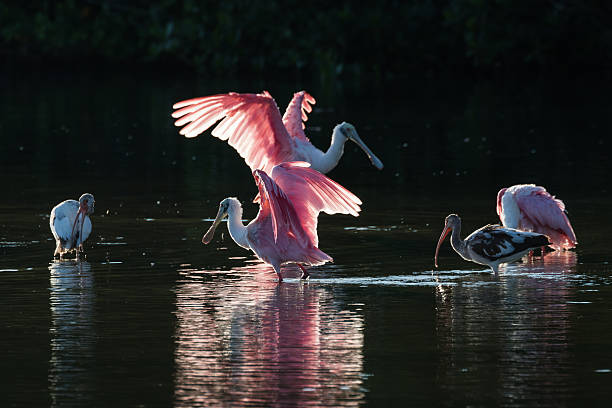 istock Roseate Spoonbills and juvenile white ibis (Eudocimus albus) in 613049832