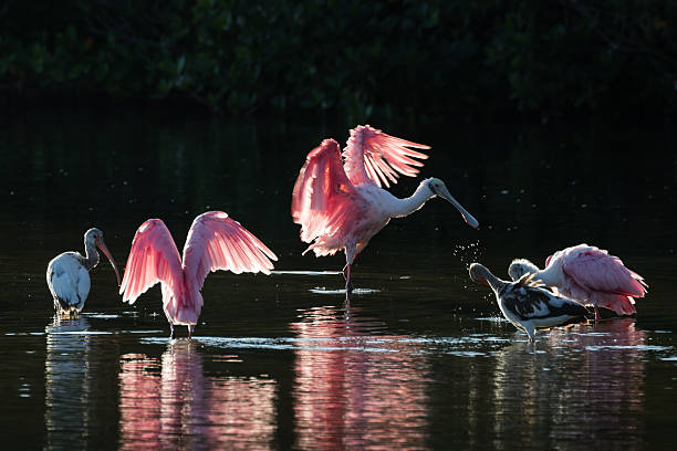 istock Roseate Spoonbills and juvenile white ibis (Eudocimus albus) in 613049908