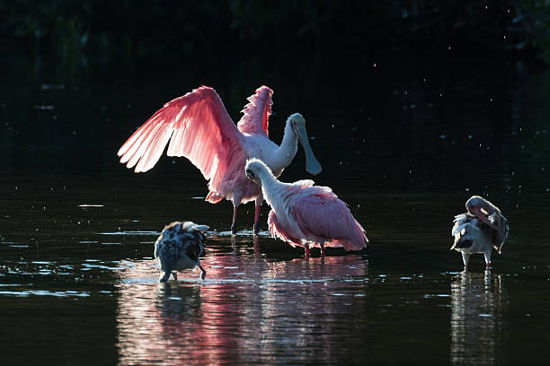 istock Roseate Spoonbills and juvenile white ibis (Eudocimus albus) in 613049942