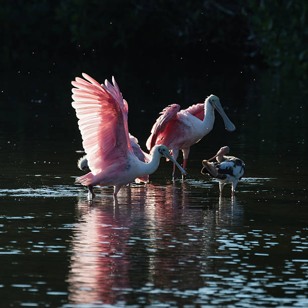 Roseate Spoonbills and juvenile white ibis (Eudocimus albus) in