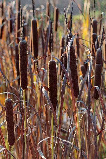 istock Wetland plants reeds in autumn 613050040