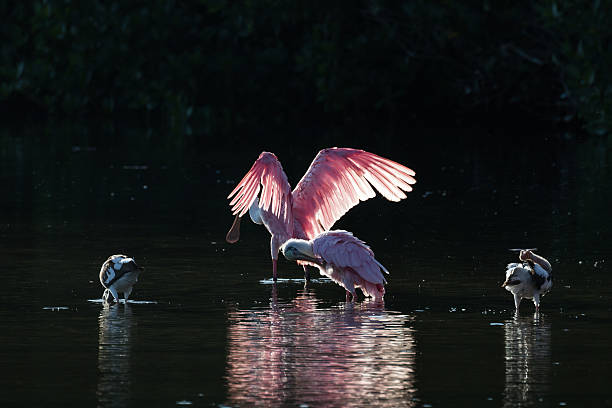 istock Roseate Spoonbills and juvenile white ibis (Eudocimus albus) in 613050094