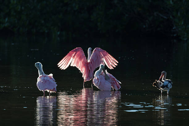 istock Roseate Spoonbills and juvenile white ibis (Eudocimus albus) in 613050288
