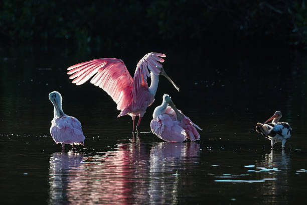 istock Roseate Spoonbills and juvenile white ibis (Eudocimus albus) in 613050316