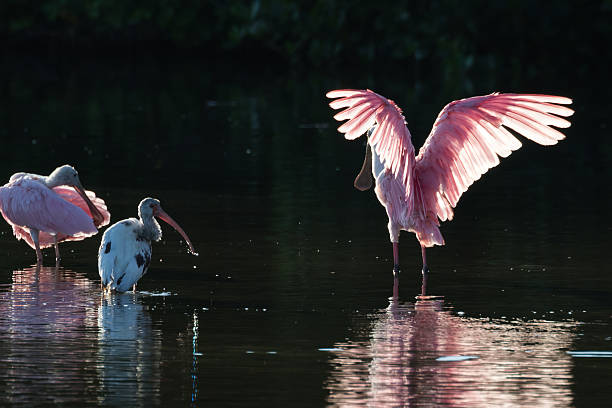 istock Roseate Spoonbills and juvenile white ibis (Eudocimus albus) in 613050388