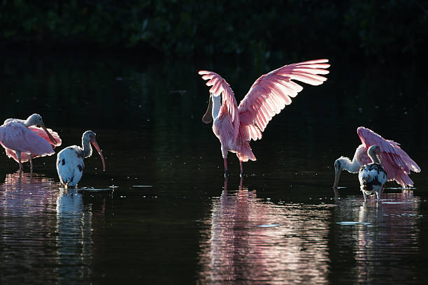 istock Roseate Spoonbills and juvenile white ibis (Eudocimus albus) in 613050404