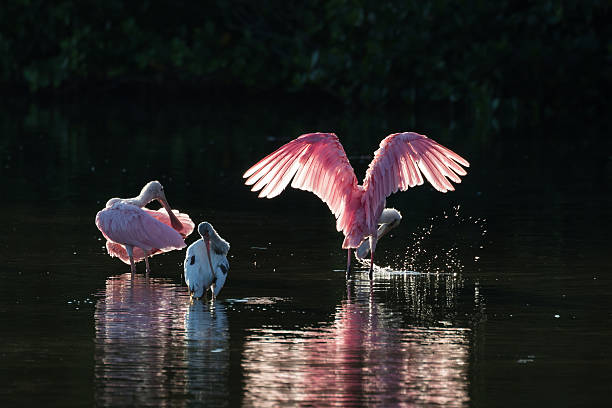 istock Roseate Spoonbills and juvenile white ibis (Eudocimus albus) in 613050430