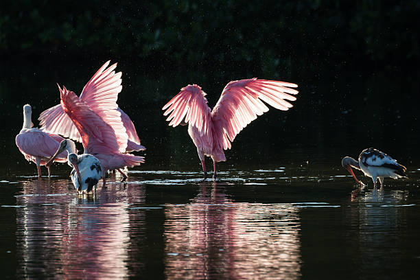 istock Roseate Spoonbills and juvenile white ibis (Eudocimus albus) in 613050480