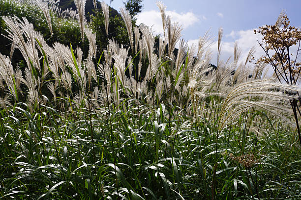 istock Sengokuhara Japanese pampas grass prairie 613050516