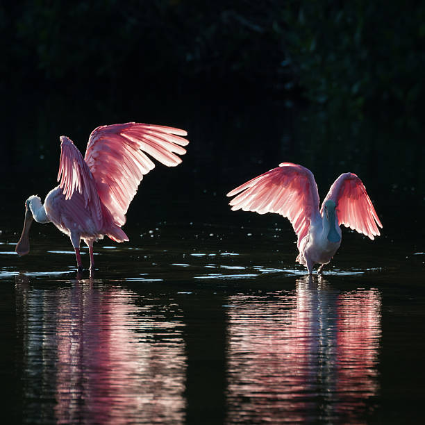 istock Roseate Spoonbills in the golden hour, J.N. ''Ding'' Darling Nat 613050728