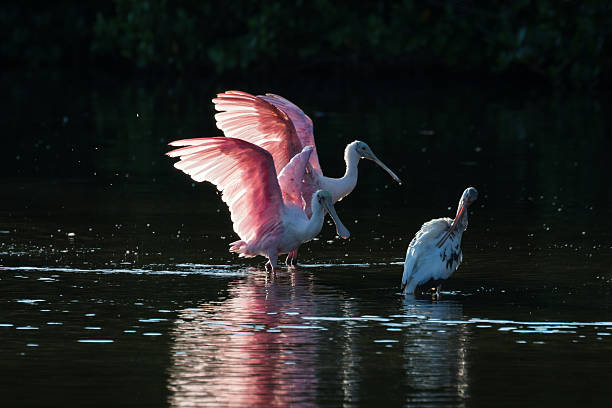 istock Roseate Spoonbills and juvenile white ibis (Eudocimus albus) in 613050746