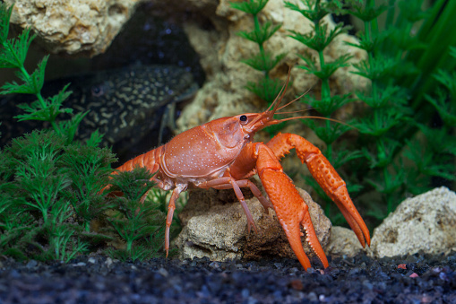 Red crayfish, Procambarus clarkii, in the aquarium. Head of large catfish, Hypostomus plecostomus, in the background
