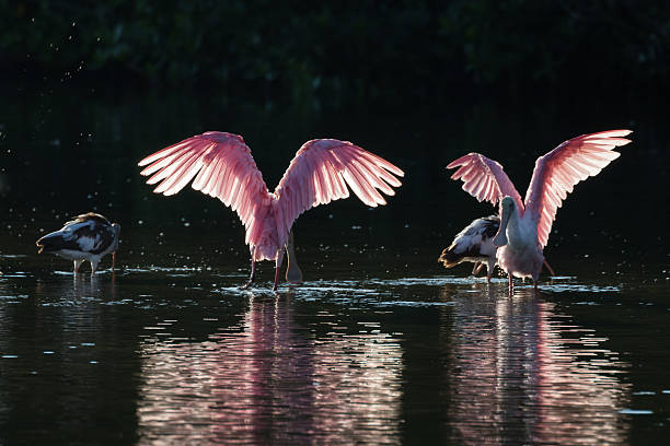 istock Roseate Spoonbills and juvenile white ibis (Eudocimus albus) in 613050876