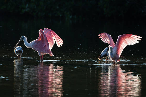 istock Roseate Spoonbills and juvenile white ibis (Eudocimus albus) in 613050980