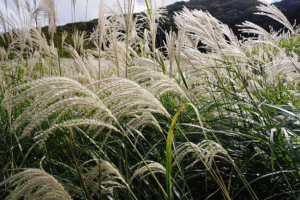 istock Sengokuhara Japanese pampas grass prairie 613051312