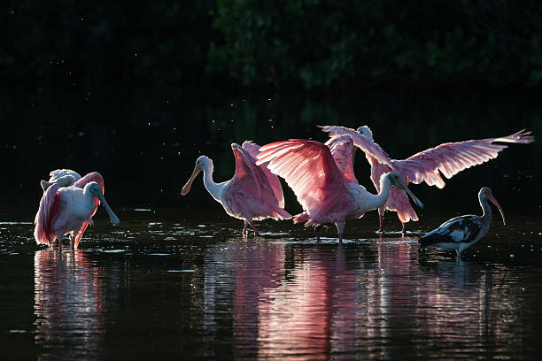 istock Roseate Spoonbills and juvenile white ibis (Eudocimus albus) in 613051468