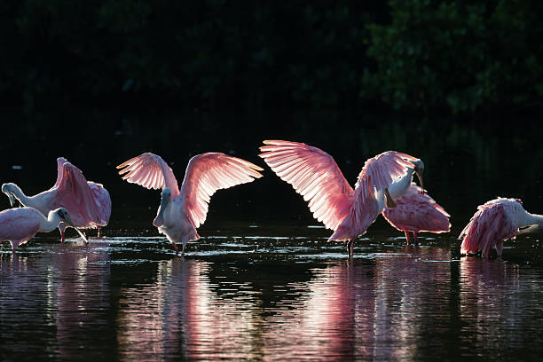 istock Roseate Spoonbills in the golden hour, J.N. ''Ding'' Darling Nat 613051620