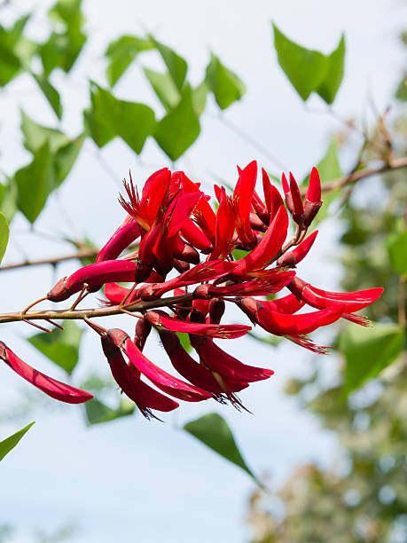 istock Red flowers of coral tree 613053028