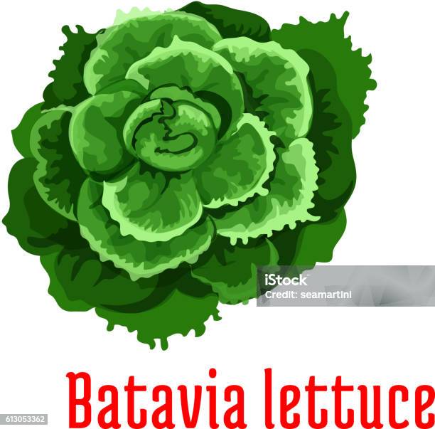 Batavia Lettuce Vegetable Plant Icon Stock Illustration - Download Image Now - Agriculture, Biology, Bunch