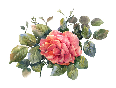 Watercolor painting of rose on white background