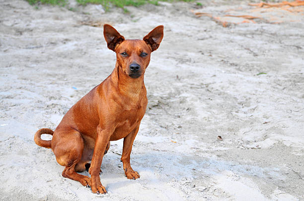 istock Portrait of Red Miniature Pinscher 613053778