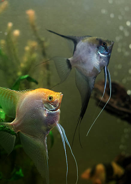 istock fish in the aquarium two angelfish 613054842
