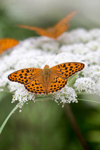 istock orange butterfly on camomile 613056248