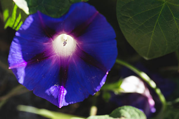 istock morning glory vine on wire fence 613056264