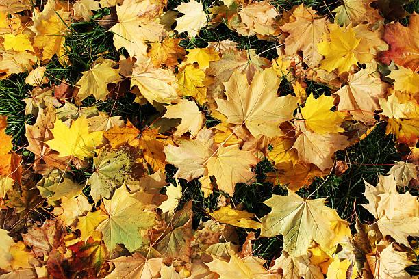 istock Yellow autumn leaves background 613056280