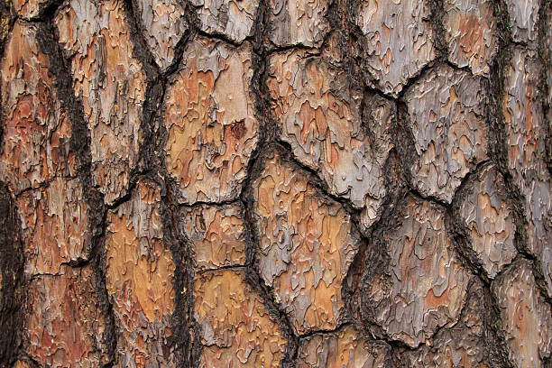 Photo of Red pine bark