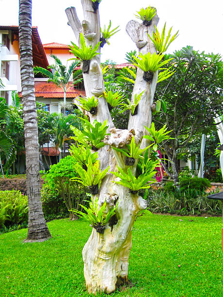 Bali, Indonesia - December 25, 2008: The park in Ayodya Resort Bali at Nusa Dua, Bali, Indonesia