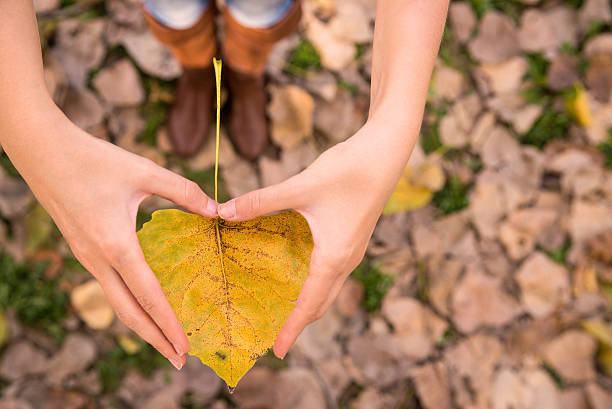 Woman is making Hearth symbol with her hand with autumn leaf, Hand holding a yellow heart-shaped leaf. Autumn love