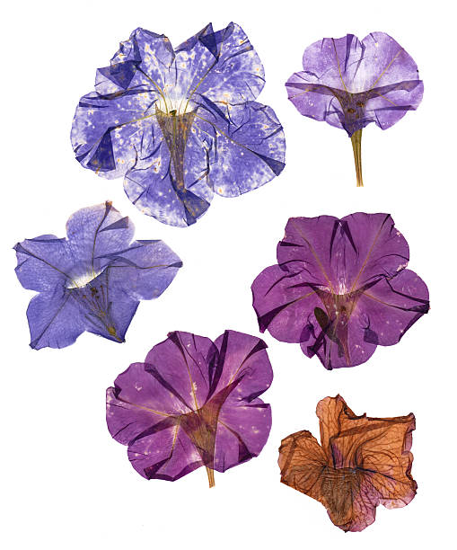 istock dried pressed colorful petunias 613059010