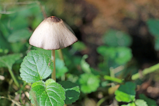 A lone mushroom growing in a northwestern Switzerland forest.