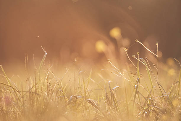 istock Sunset on the meadow with wildflower 613101814
