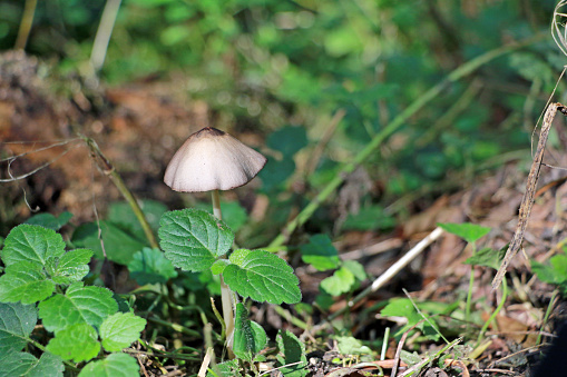 A mushroom in a northwestern Switzerland forest during the fall season.