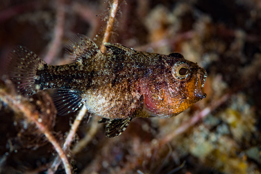 Weedy cardinalfish, (Foa fo) male brooding eggs. Orange egg mass can clearly be seen inside the mouth / jaws. Animal on profile, facing right, on a defocused brown background. 