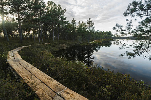 istock footbridge and swamp lake in sunset 613104356