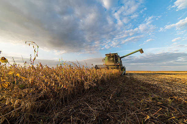 istock soybean harvest in autumn 613105616