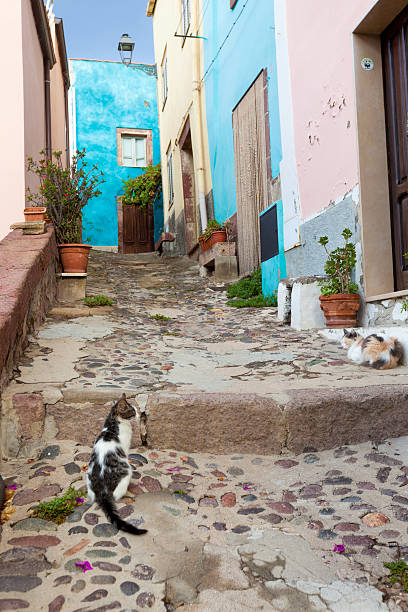 istock typical street scene with cats in Italy 613106518