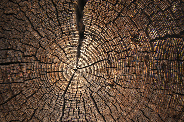 istock texture of dark wood. natural background. 613106562