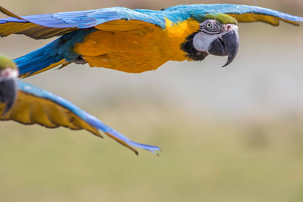 istock Close up of a blue and yellow (gold) macaw flying 613106976