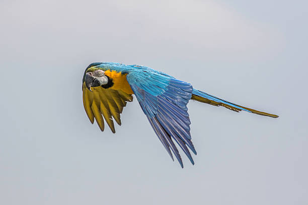 istock Blue and Gold (yellow) Macaw isolated in Flight 613107356