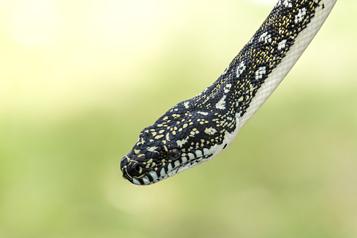 Diamond Python snake (Morelia Spilota Spilota) close up of the snakes head